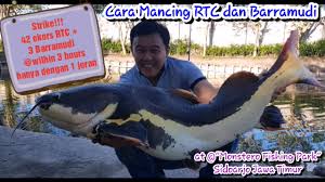 Cara Mancing Rtc Dan Barramundi Di Monstero Fishing Park Sidoarjo Jawa Timur Youtube