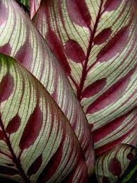Peacock Plant Peacock Plant Plants Leaves