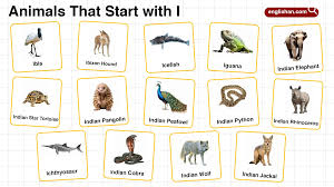 Animals That Start with Y: Names, Facts, and Classifications