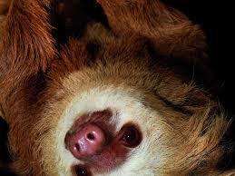 Image result for tbn:HAJQPRlydFYgGM::www.bildeforbilde.no/images/20_fauna/800_dompapp.jpg