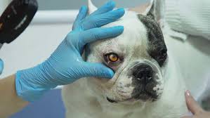 My Dog Won T Open His Eyes What It Means And What You Must Do