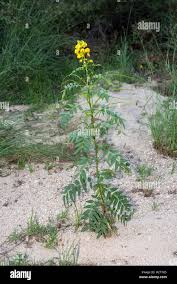 Image result for Senna hirsuta