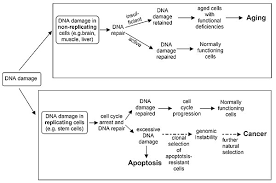 Animal cells are most likely to experience damage from. Dna Damage Naturally Occurring Wikipedia
