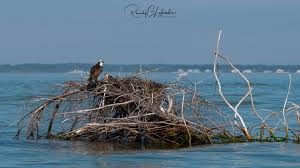 Osprey Cam | Barnegat Light | Conserve Wildlife Foundation of NJ