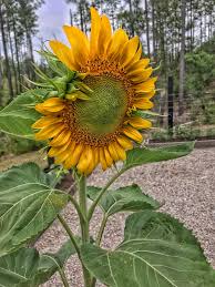 We did not find results for: Pin By Usc529 On I Love You Sunflower Plants Garden