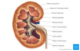Kidneys Anatomy Gross Anatomy Kidney Anatomy