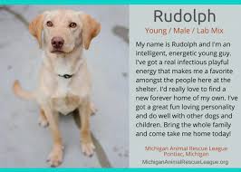 Click here to be notified when new labrador retriever puppies are listed. Ten Lovely Adoptable Labs In Michigan Puppy Leaks