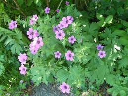 Image result for Landolphia villosa