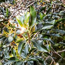 Image result for Warburgia ugandensis