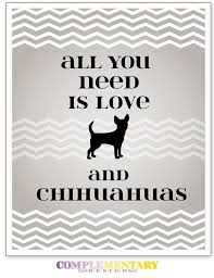 Pin By Mafalda Santos On Animals Cute Chihuahua Chihuahua Quotes Chihuahua