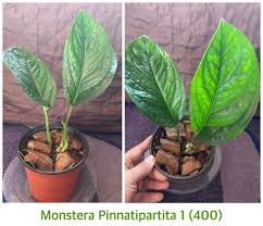 But here are the 5 tips on how to distinguish them. Monstera Pinnatipartita Furniture Home Living Gardening Plants Seeds On Carousell