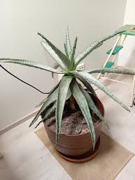 Image result for Aloe excelsa
