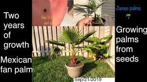Growing Mexican Fan Palm From Seed To Two Years Old Youtube