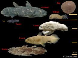 The coelacanth, living fossil of the sea | deep sea wondersonce known only from fossils, the coelacanth was thought to have gone extinct around 65 million ye. Ancient Fish Coelacanth Lives To 100 Has 5 Year Pregnancy Study Daily Sabah