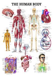 the human body laminated anatomy chart amazon com