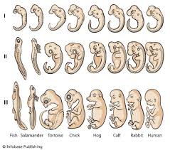 Interesting Similarities Of Different Animal Embryos Brainiac Pinterest Life Science