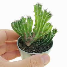 Image result for Euphorbia jubata