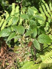 Image result for Rubus pinnatus