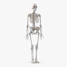 Human Female Skeleton 3d Model 90913550 Pond5