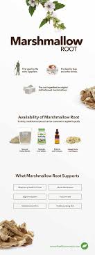 Keep reading to find out all about the benefits of marshmallow root and how to consume it. Marshmallow Root