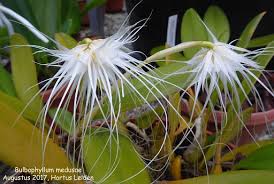 Image result for Bulbophyllum oreonastes
