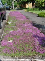 It will tolerate full sun if the soil remains consistently moist. Top 5 Stepable Path Plants For Portland Landscapes Landscape Design In A Day