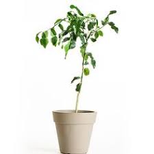 Zest from this bumpy fruit is used in curries and in cleaning because of its wonderful aroma. Kaffir Lime Tree