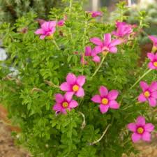 Image result for Oxalis depressa