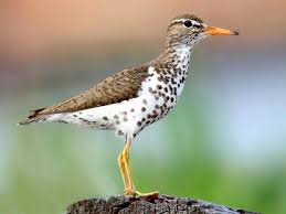 Birds Of The Southwest Usa Spotted Sandpiper Actitis Macularia By Winnu Sea Birds Pet Birds Shorebirds
