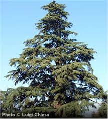 Cedar (plant), a list of trees and plants known as cedar. Deodar Cedar Tree On The Tree Guide At Arborday Org
