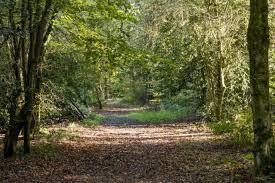 Titta på Lilly Gibbons Playboy – Playboy, Onlyfans, Natural Tits Porn -  SpankBang