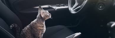 Traveling With Cats A Complete Guide To Air And Car