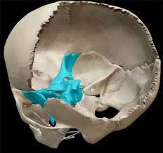 Image result for Sphenoid Bone