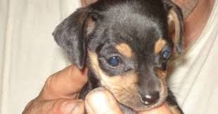 Miniature pinscher and chihuahua mix. White Chihuahua Mini Pinscher Mix Pets Lovers