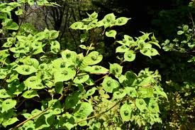 ハナイカダ 花筏 庭木図鑑 植木ペディア