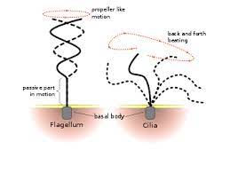 Browse the top sources online for your results. Flagellum Wikipedia
