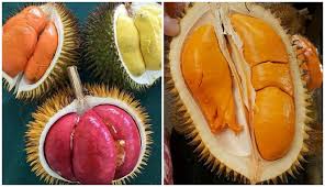 81 likes · 51 talking about this. Jenis Jenis Durian Popular Dan Sedap Yang Wajib Anda Tanam Di Kebun My Info Berita