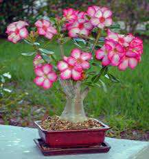 Desert Rose Bonsai Desert Rose Plant Desert Rose Bonsai Tree