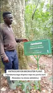 Image result for Antrocaryon