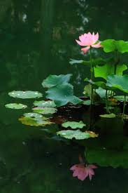We did not find results for: Nice To Meet You Lotus Flower Pictures Flower Pictures Beautiful Flowers