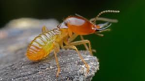 Great gold coast pest control company. Subterranean Termites Termite Barriers Gold Coast Termite Inspections Gold Coast
