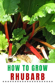 How To Grow Rhubarb An Easy Edible Perennial For Your Garden In 2020 Growing Rhubarb Rhubarb Plants Rhubarb