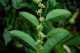 Image result for Phyllanthaceae