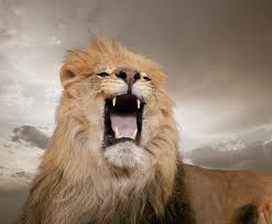 Wilde katzen süße katzen löwe hintergrundbild löwen bilder sternzeichen löwe raubtiere der löwe ist ein ganz besonderes sternzeichen. Redewendung Sich In Die Hohle Des Lowen Wagen Geolino