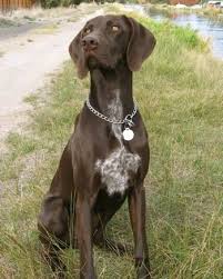 A Brown With White German Shorthaired Pointer Is Sitting In A Grass Path Near A Body Of Water German Shorthaired Pointer Dog Pointer Dog Pointer Puppies