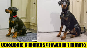 timelapse of doberman puppy from 8 weeks to 6 months hd 4k