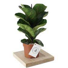 Chlorophytum comosum kurdele çiçeği, saksıda. Fiddle Leaf Fig Keman Yaprakli Kaucuk