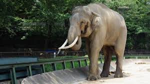 Târgu mureș zoo marosvásárhelyi állatkert targu mures. Rent A Car Targu Mures Car Rental Transilvania Airport Targu Mures Enterprise Romania