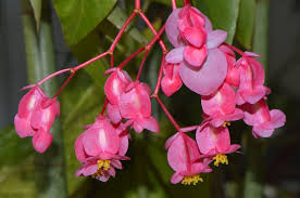 The cane types include angel wing begonias and also the dragon wing types. Angel Wing Begonia Begonia Coccinea