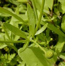 Image result for Ranunculus sceleratus